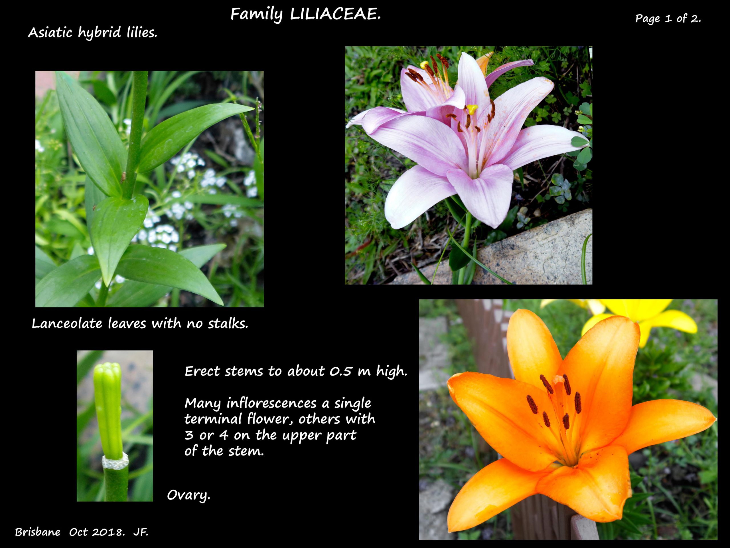 1 Asiatic lilies 1